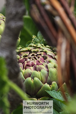 RHS Harlow Carr 027