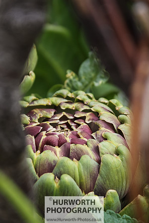 RHS Harlow Carr 028
