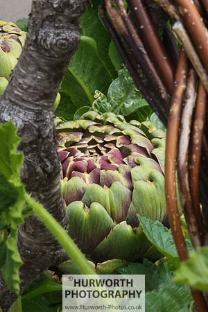 RHS Harlow Carr 029