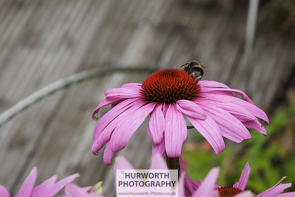 RHS Harlow Carr 030