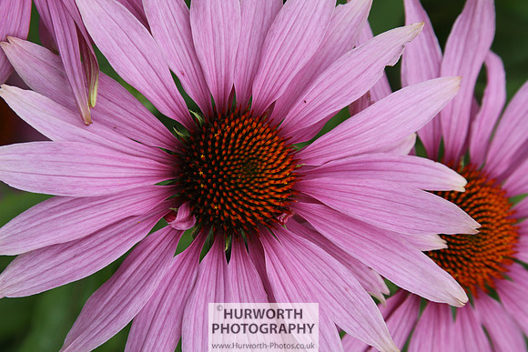 RHS Harlow Carr 031