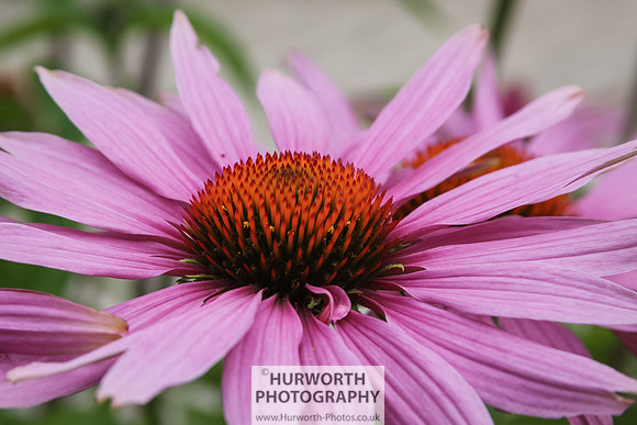 RHS Harlow Carr 032