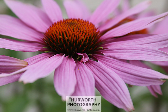 RHS Harlow Carr 033