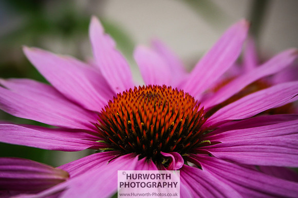 RHS Harlow Carr 034