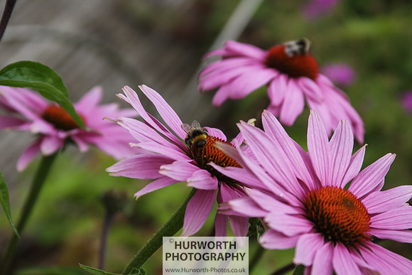 RHS Harlow Carr 035