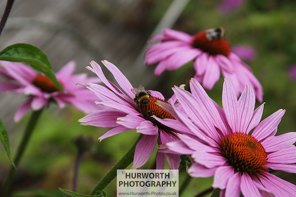 RHS Harlow Carr 036