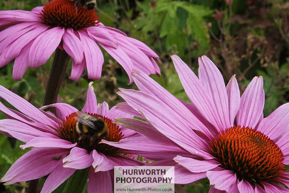 RHS Harlow Carr 037
