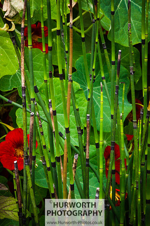 RHS Harlow Carr 046