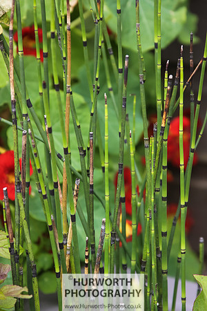 RHS Harlow Carr 047