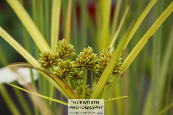 RHS Harlow Carr 048