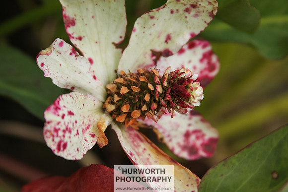RHS Harlow Carr 049