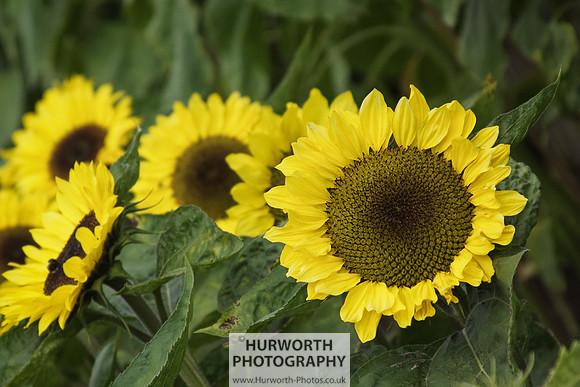 RHS Harlow Carr 061