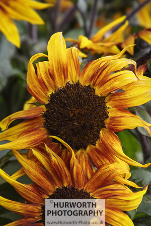 RHS Harlow Carr 062