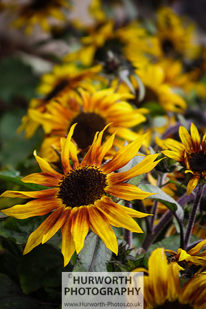 RHS Harlow Carr 063