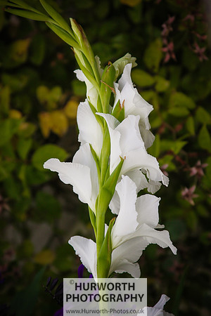 RHS Harlow Carr 064