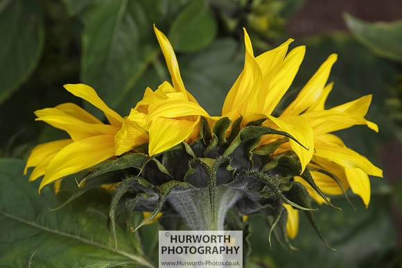 RHS Harlow Carr 065