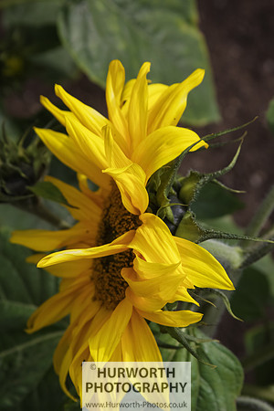 RHS Harlow Carr 066