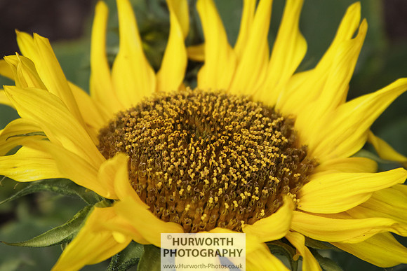 RHS Harlow Carr 067