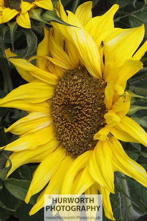 RHS Harlow Carr 068