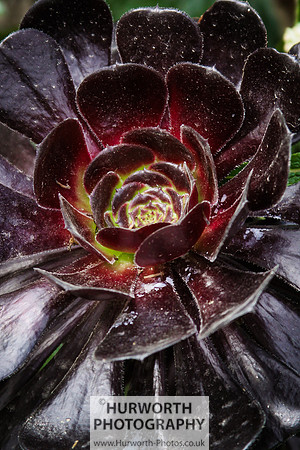 RHS Harlow Carr 070