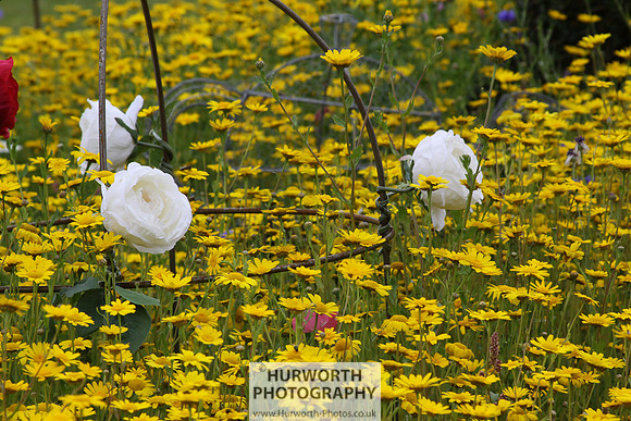 RHS Harlow Carr 077