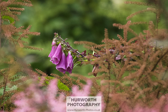 RHS Harlow Carr 082