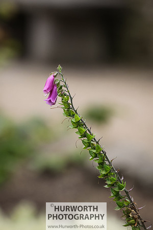 RHS Harlow Carr 083