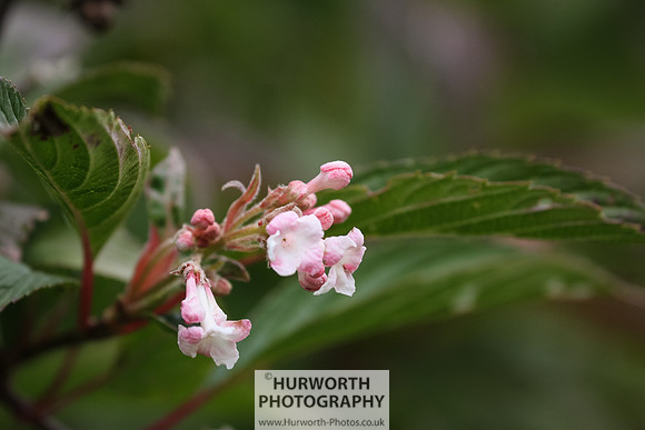 RHS Harlow Carr 084