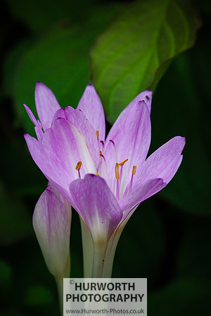 RHS Harlow Carr 087