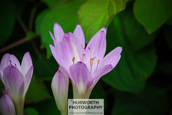 RHS Harlow Carr 088