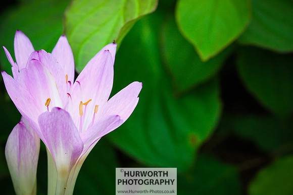RHS Harlow Carr 089