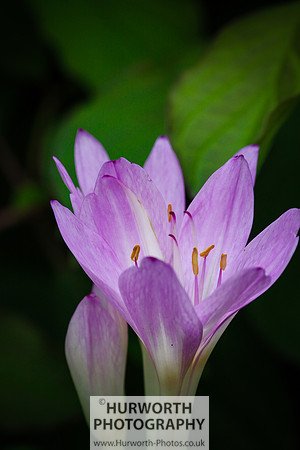 RHS Harlow Carr 090
