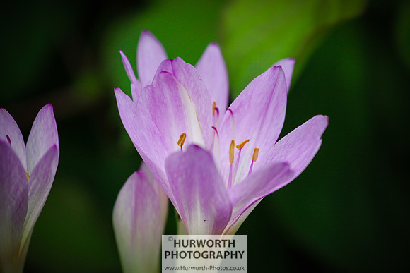 RHS Harlow Carr 091