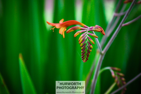 RHS Harlow Carr 092