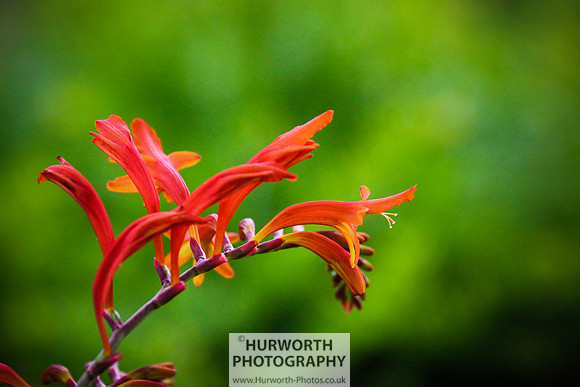 RHS Harlow Carr 093