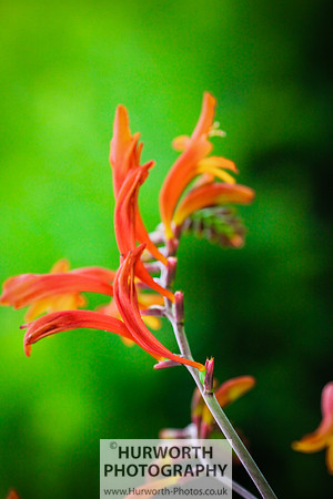 RHS Harlow Carr 094