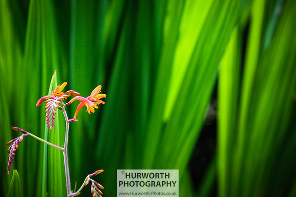 RHS Harlow Carr 100