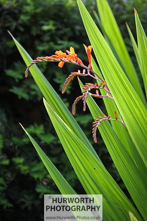 RHS Harlow Carr 101