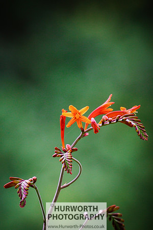 RHS Harlow Carr 103