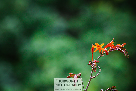 RHS Harlow Carr 104