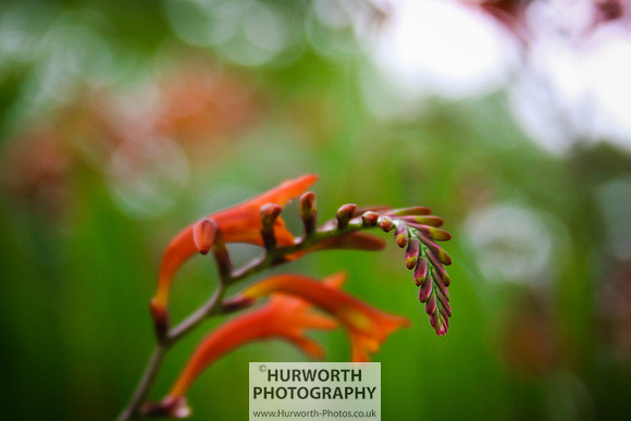 RHS Harlow Carr 105