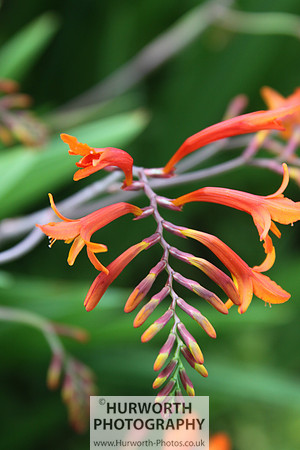 RHS Harlow Carr 106