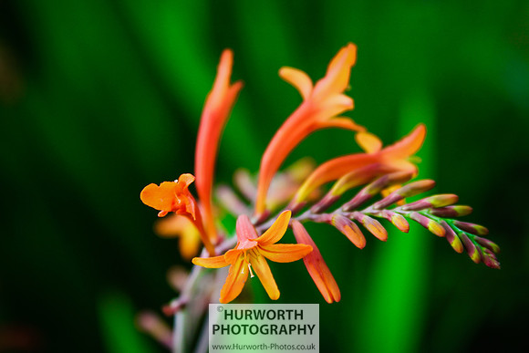 RHS Harlow Carr 107