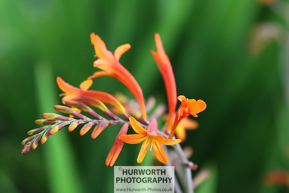 RHS Harlow Carr 108