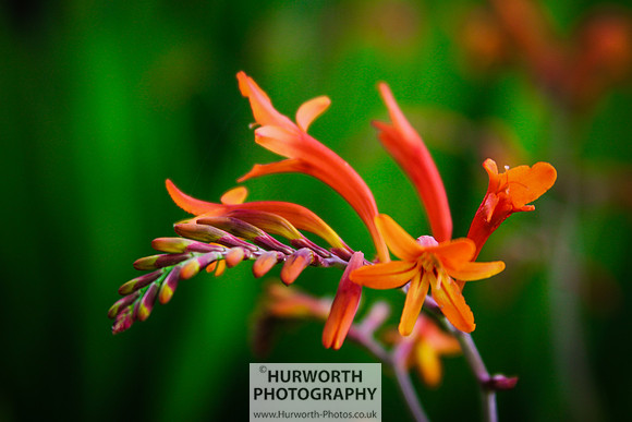 RHS Harlow Carr 109