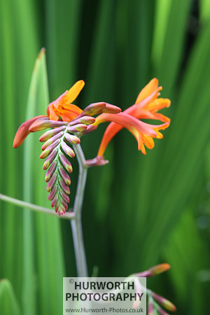 RHS Harlow Carr 110