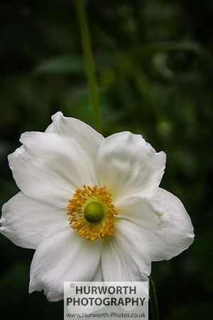 RHS Harlow Carr 111