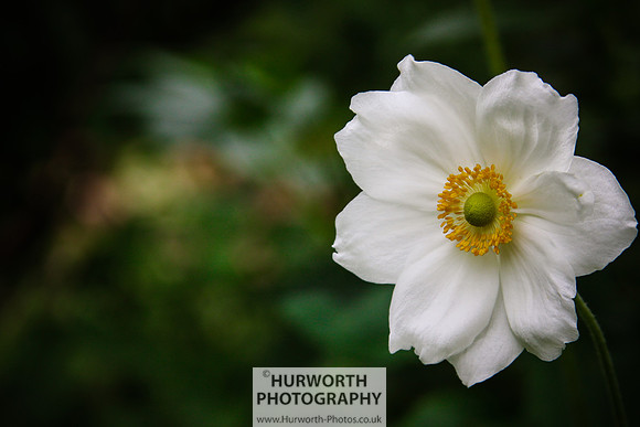 RHS Harlow Carr 112