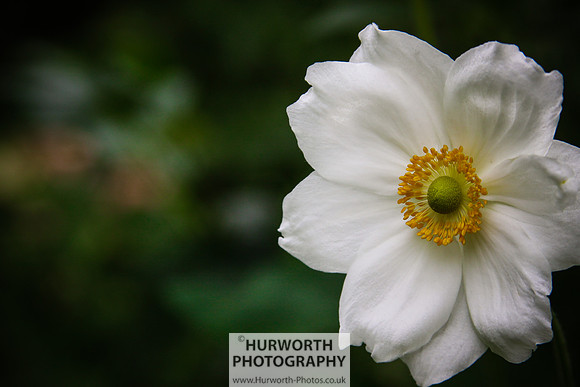 RHS Harlow Carr 113