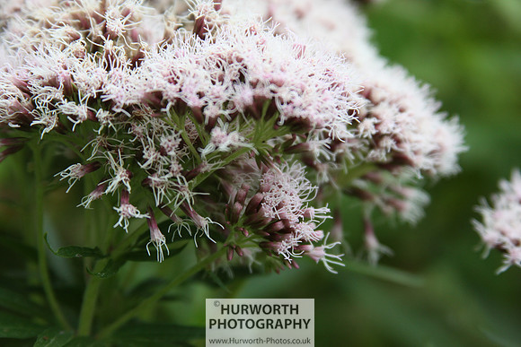 RHS Harlow Carr 114